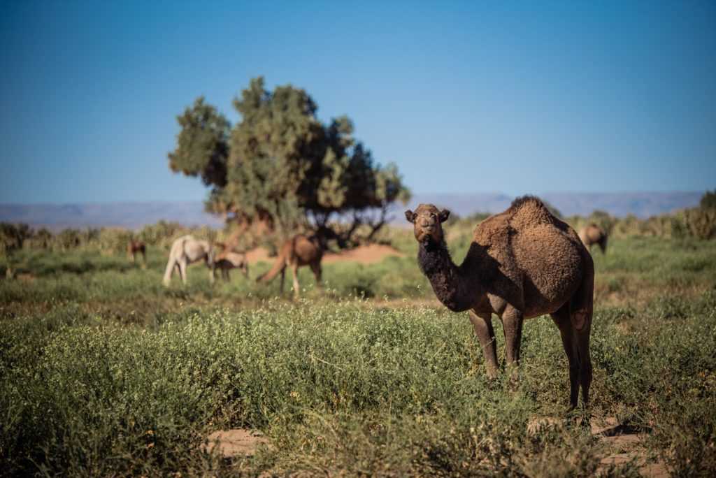 Iriqui’s National Park